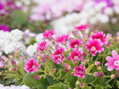 PENで撮影しました。ピンク色のお花です。