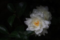 密やかに…主張する…