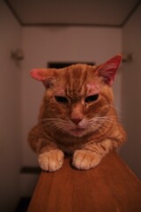 甘えたいの？おいで…