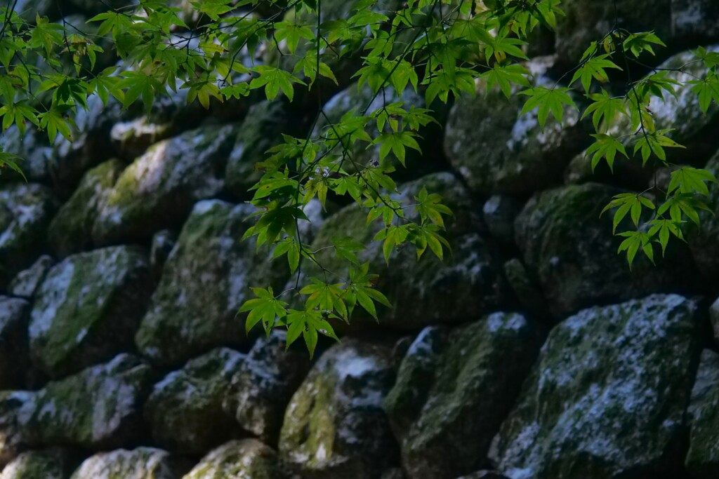 紅色を望む