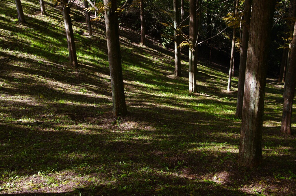 メタセコイヤの森にて