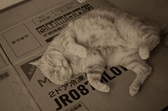 アメリカ側のキャット？