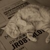アメリカ側のキャット？
