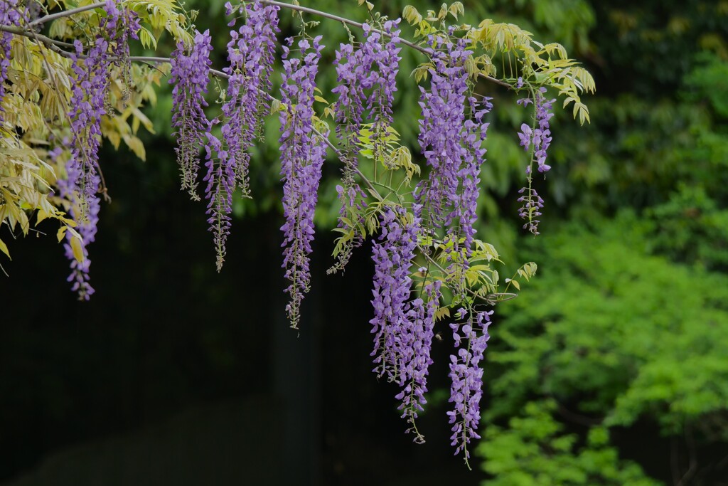 悠久の藤花