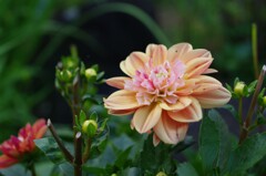 選ばれた花