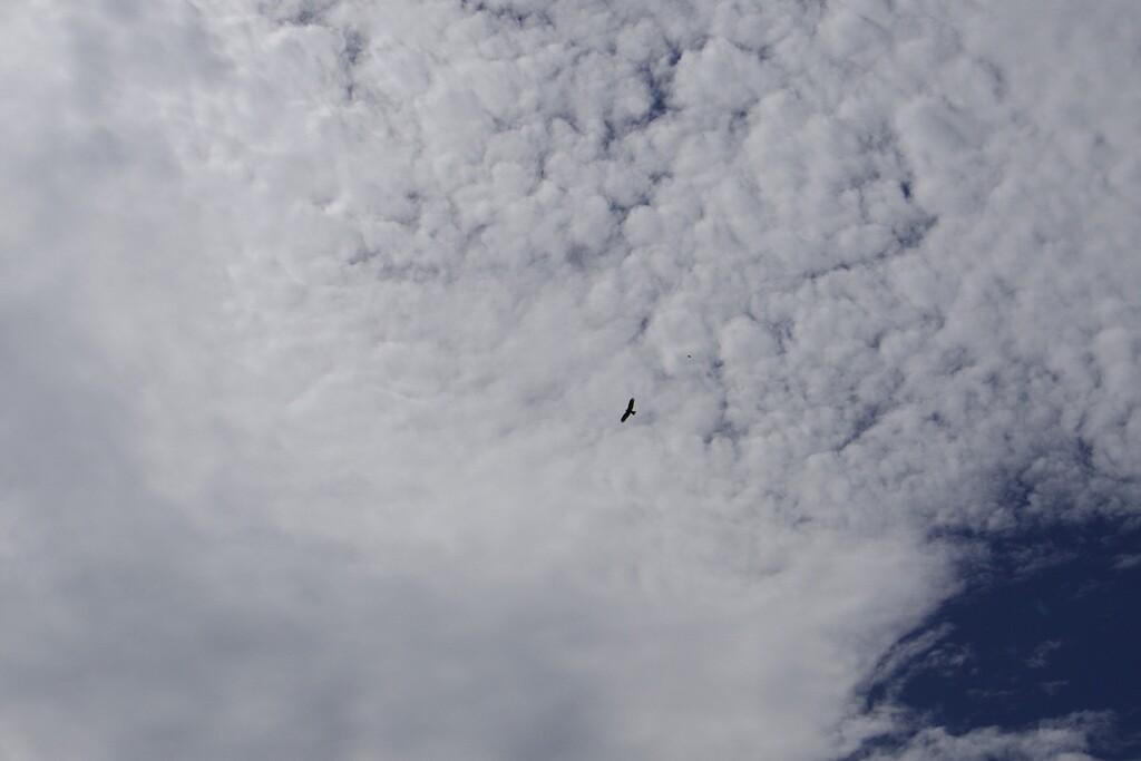 秋の雲