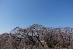 青の季節