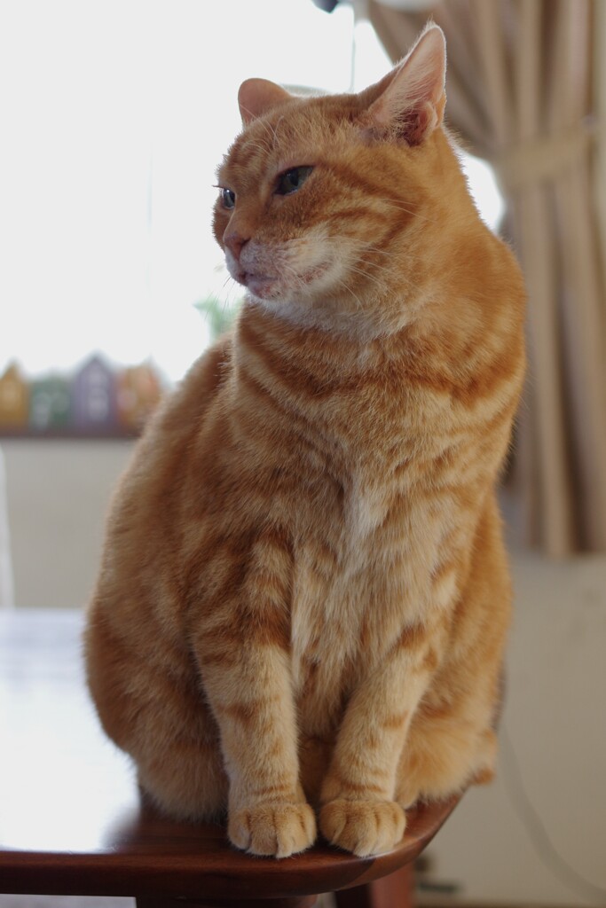 撫でてもいいよ…