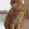 撫でてもいいよ…