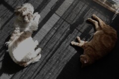 ノアの箱舟待ち…