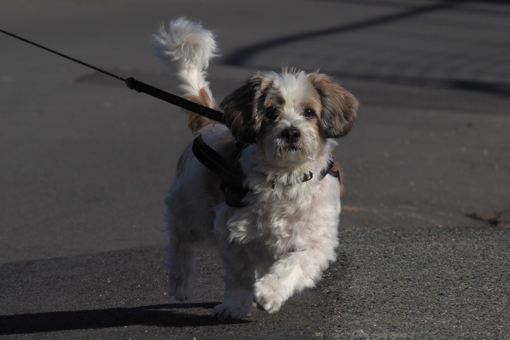 犬のリフレッシュ！