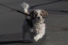 犬のリフレッシュ！
