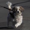 犬のリフレッシュ！