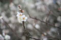 密やかに‥咲く