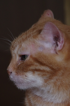 愛猫