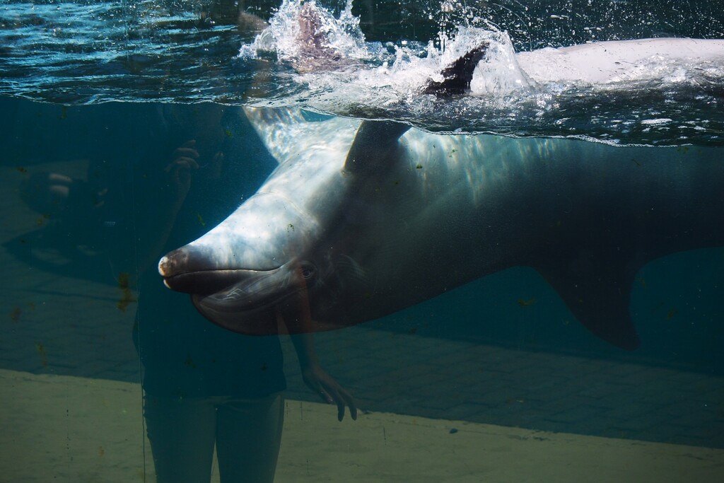 ある水族館にて