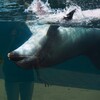 ある水族館にて