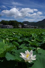 情緒なき蓮の花