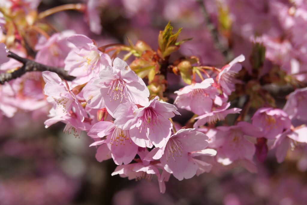 河津桜