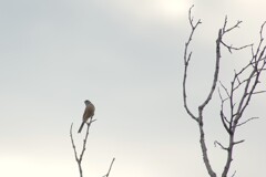 水墨を目指して…