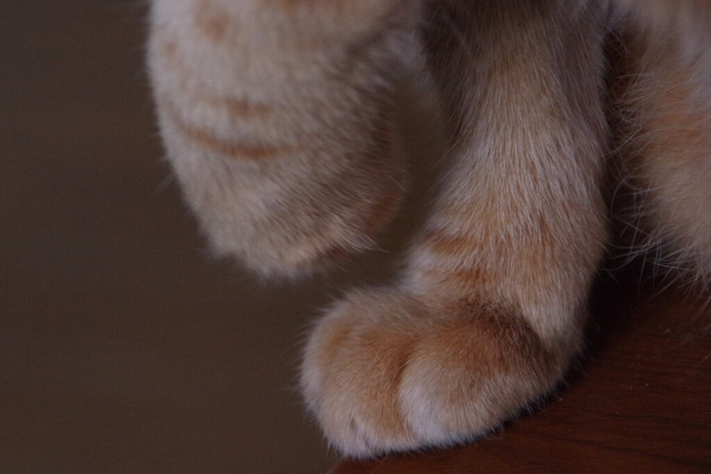 猫足を愛でる