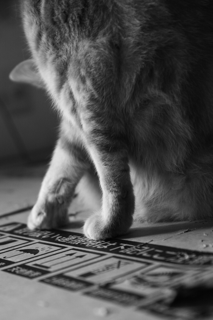 バレエの基本？