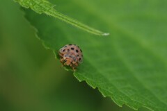 どちら様？‥ニジュウヤホシテントウ