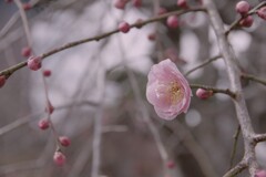 ほのかに…一輪の開花