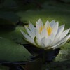 光浴びて‥