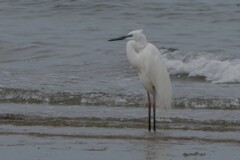 夏色のダイサギ