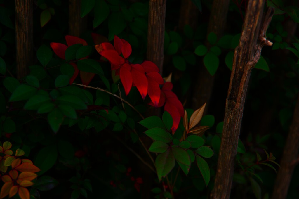足元の紅