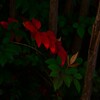足元の紅