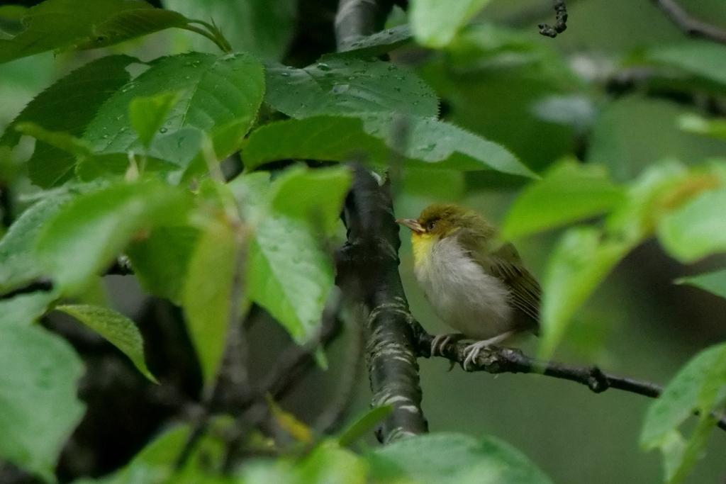 巣立ち‥メジロ幼鳥