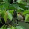 巣立ち‥メジロ幼鳥