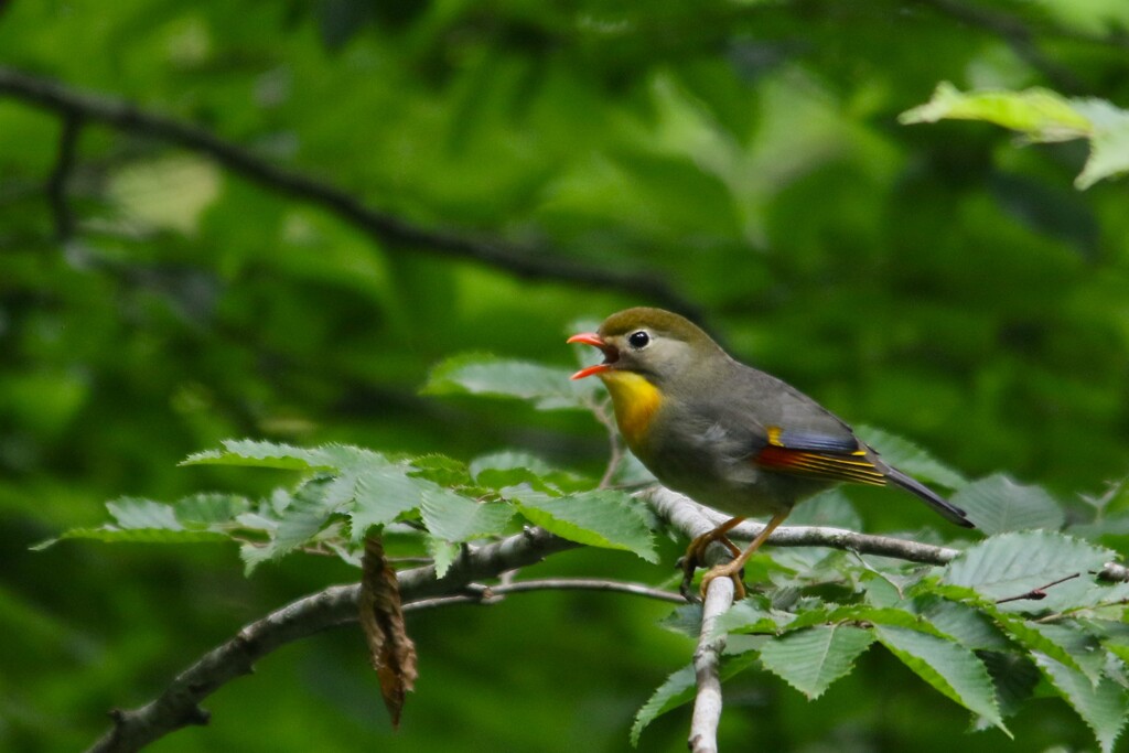 ソウシチョウ