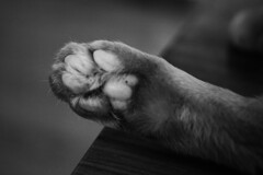 猫の表現力…