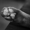 猫の表現力…