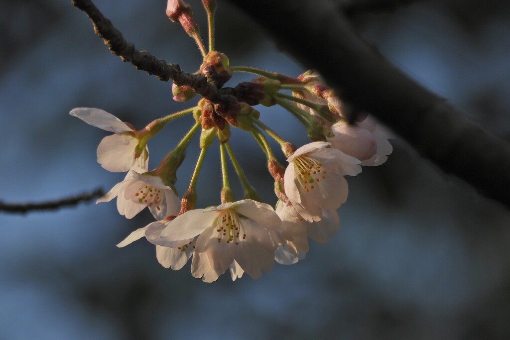 線香花火みたい…