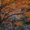 和の心を愛でる