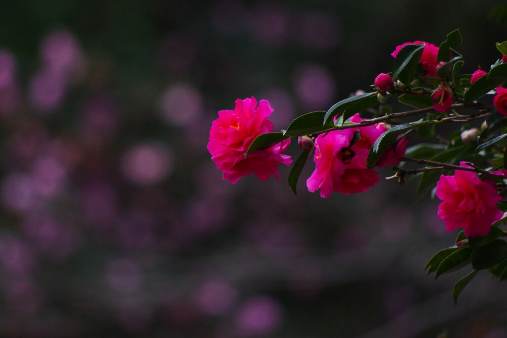 冬の華