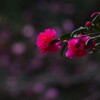 冬の華