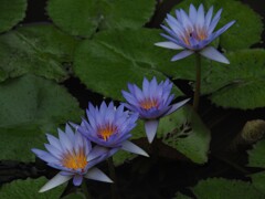 夢幻の色彩