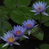 夢幻の色彩