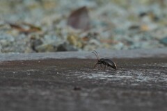 五分の魂…