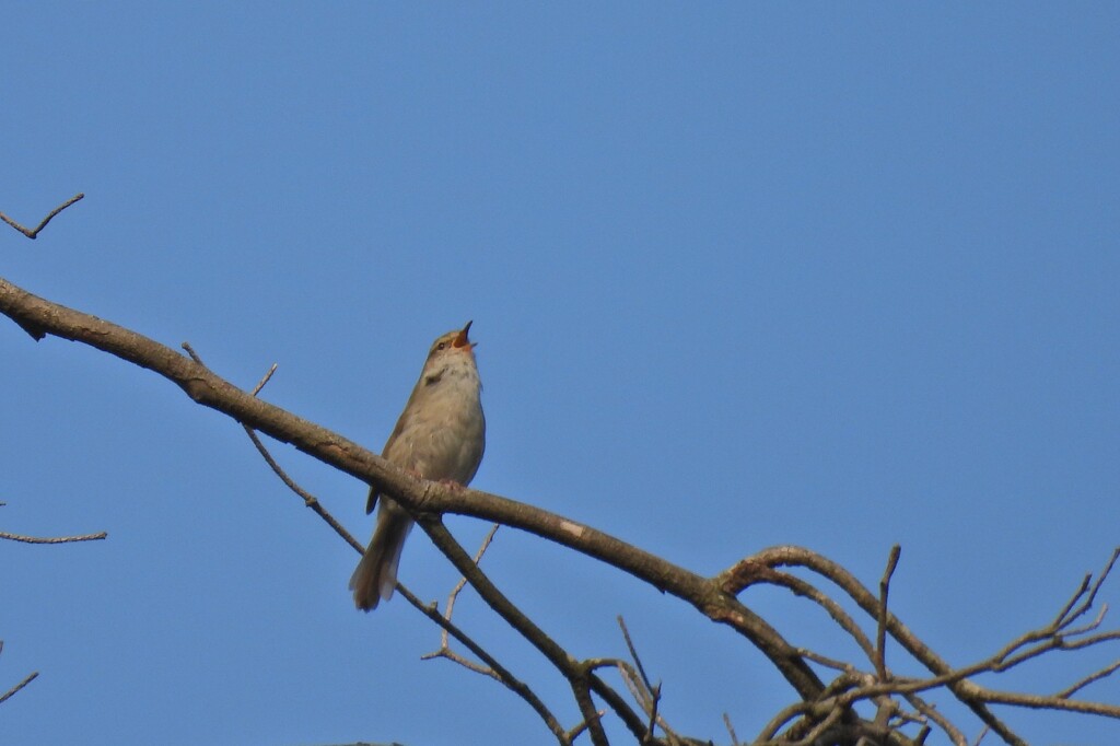 春の朝