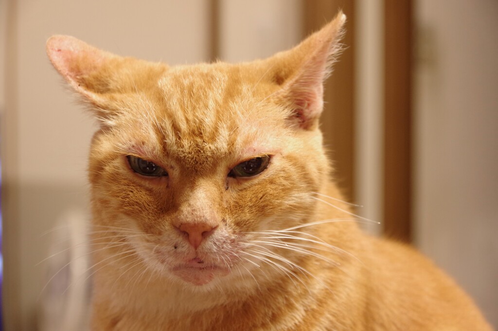 うちの猫…