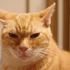 うちの猫…