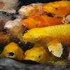 生存競争の果てに…