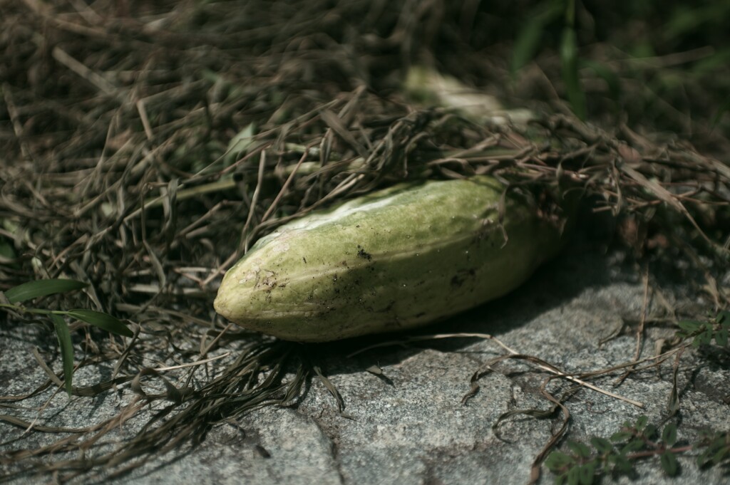 廃棄された哀しみを