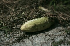 廃棄された哀しみを